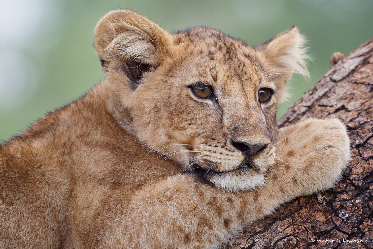 primer plano de una cría de león descansando en la rama de un árbol en Tanzania