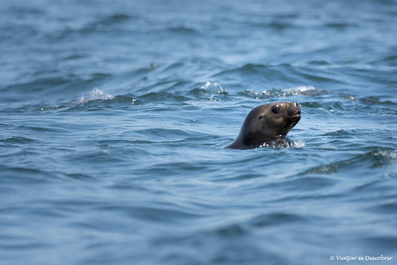 Un lobo marino en Perú para representar los cambios de tiempo durante el año y la época de lluvias