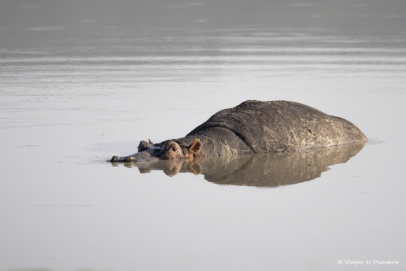 hipopótamo en un pequeño lago fotografiado al viajar a Tanzania