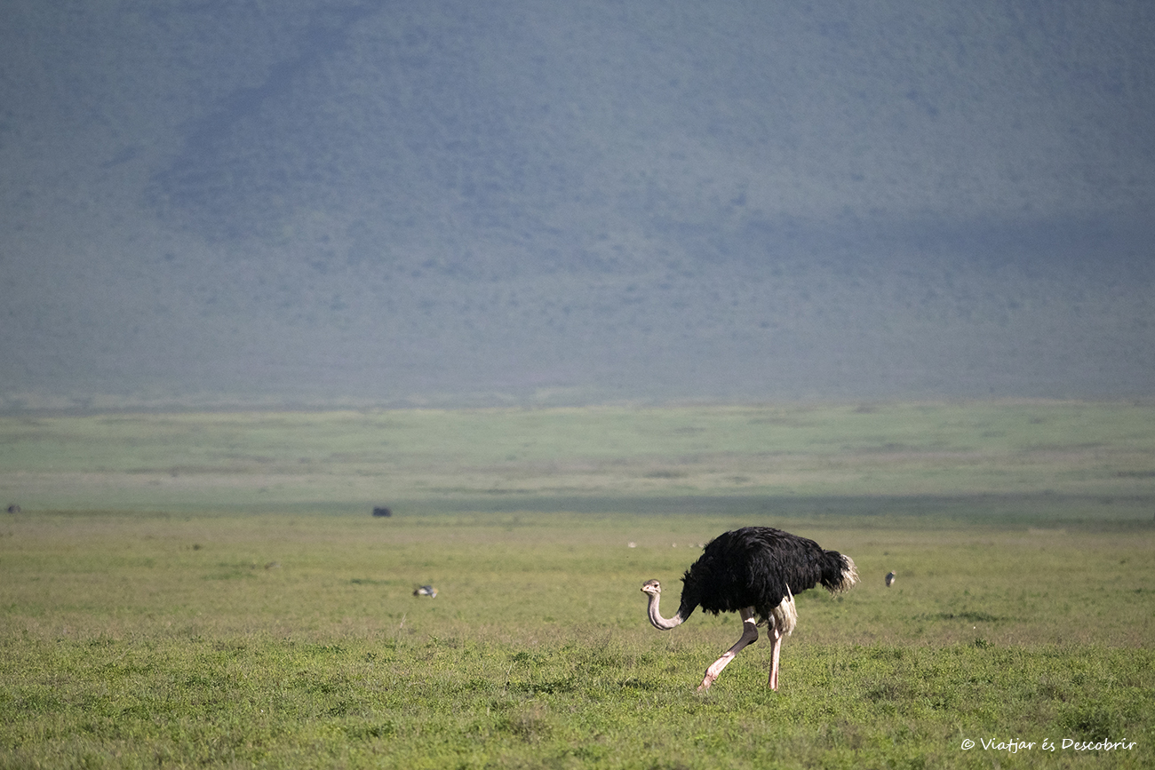 avestruz en el cráter del Ngorongoro