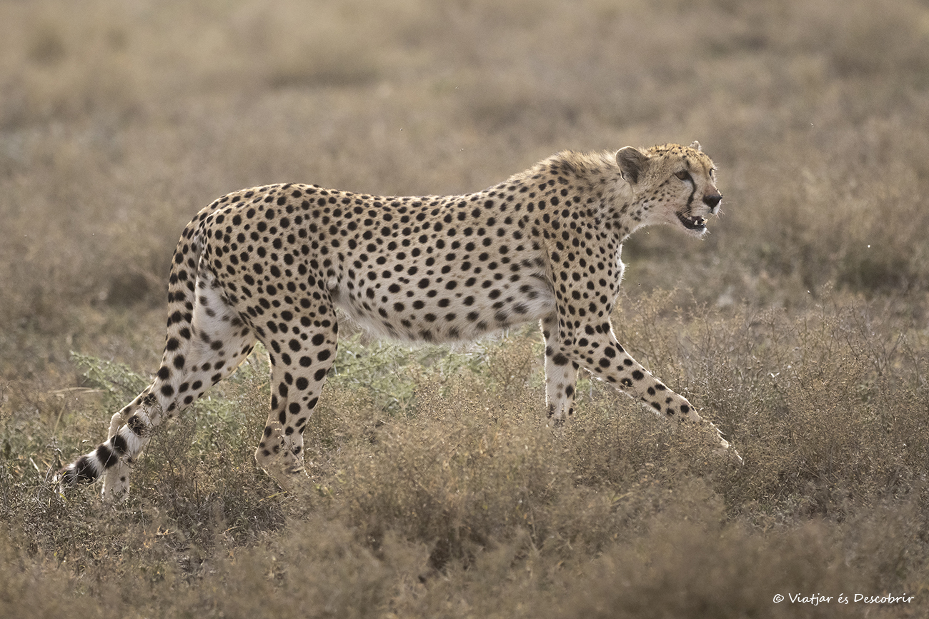 merece la pena viajar a Tanzania para tener la oportunidad de ver un guepardo en medio de la sabana como en esta fotografía