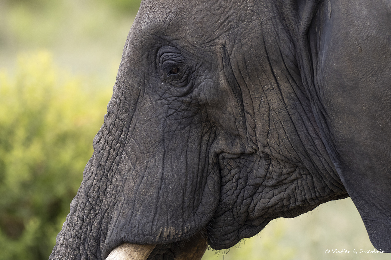 primer plano de un elefante durante una ruta de safari en el Parque Nacional Tarangire