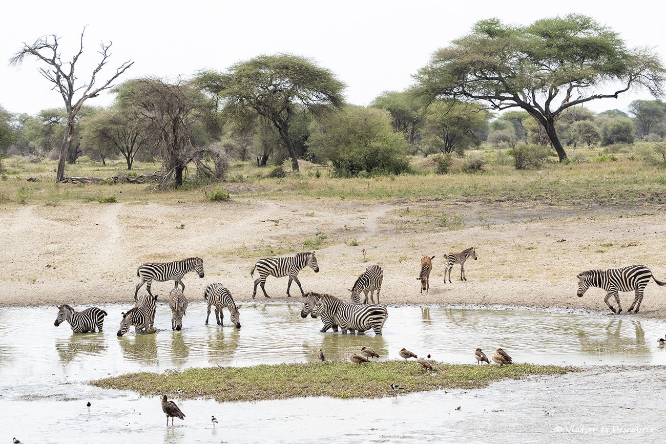 merece mucho la pena viajar a Tanzania para aprender a tener paciencia y observar la naturaleza y esperar como la fauna llega a los puntos de agua como estas cebras