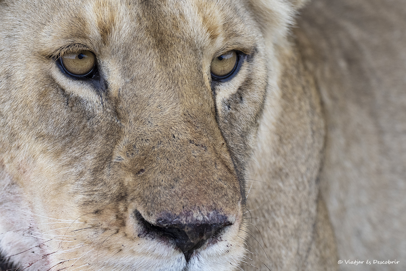 primer plano de un león en el Serengeti en Tanzania