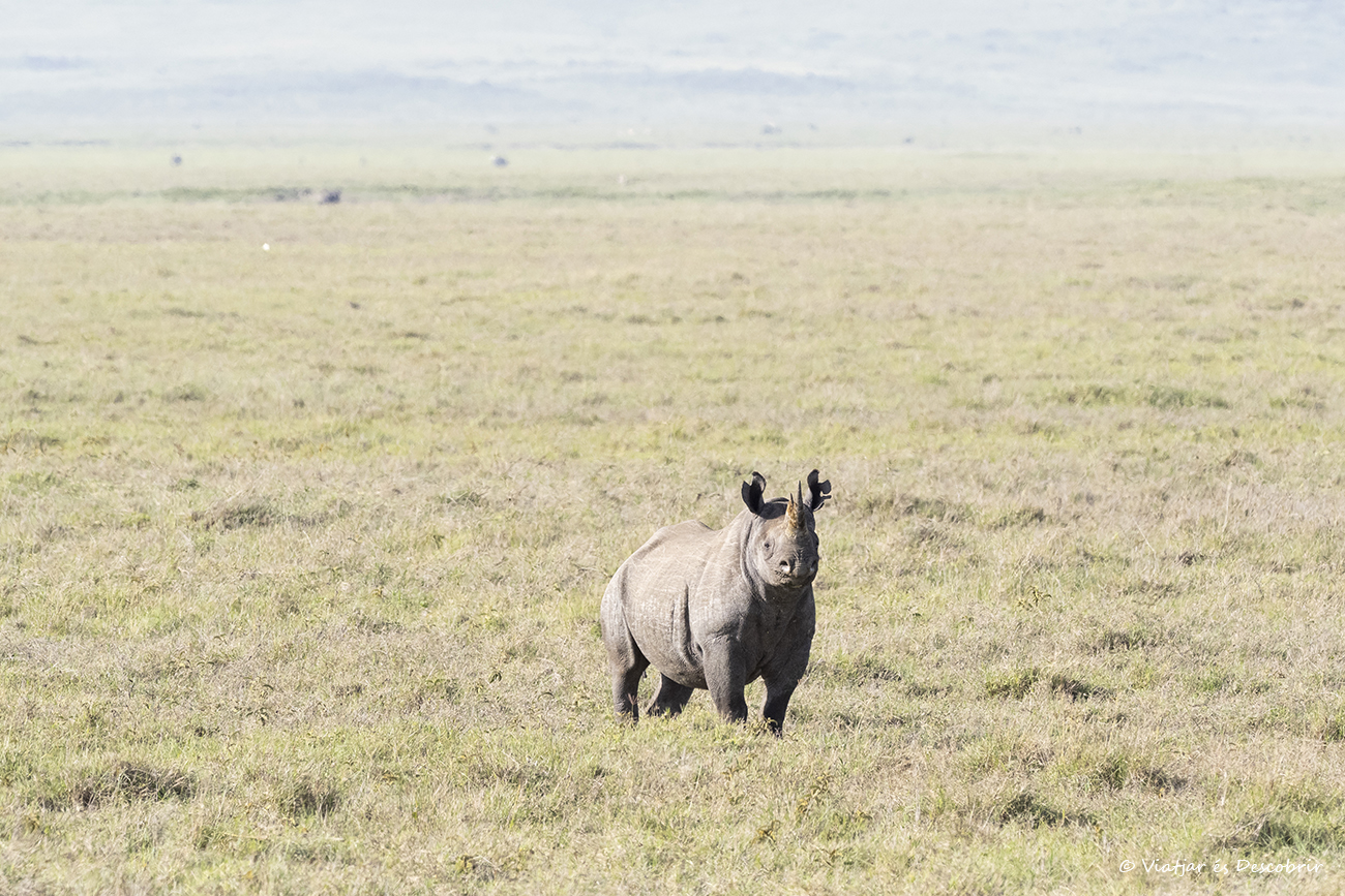 merece mucho la pena viajar a Tanzania para ver rinocerontes