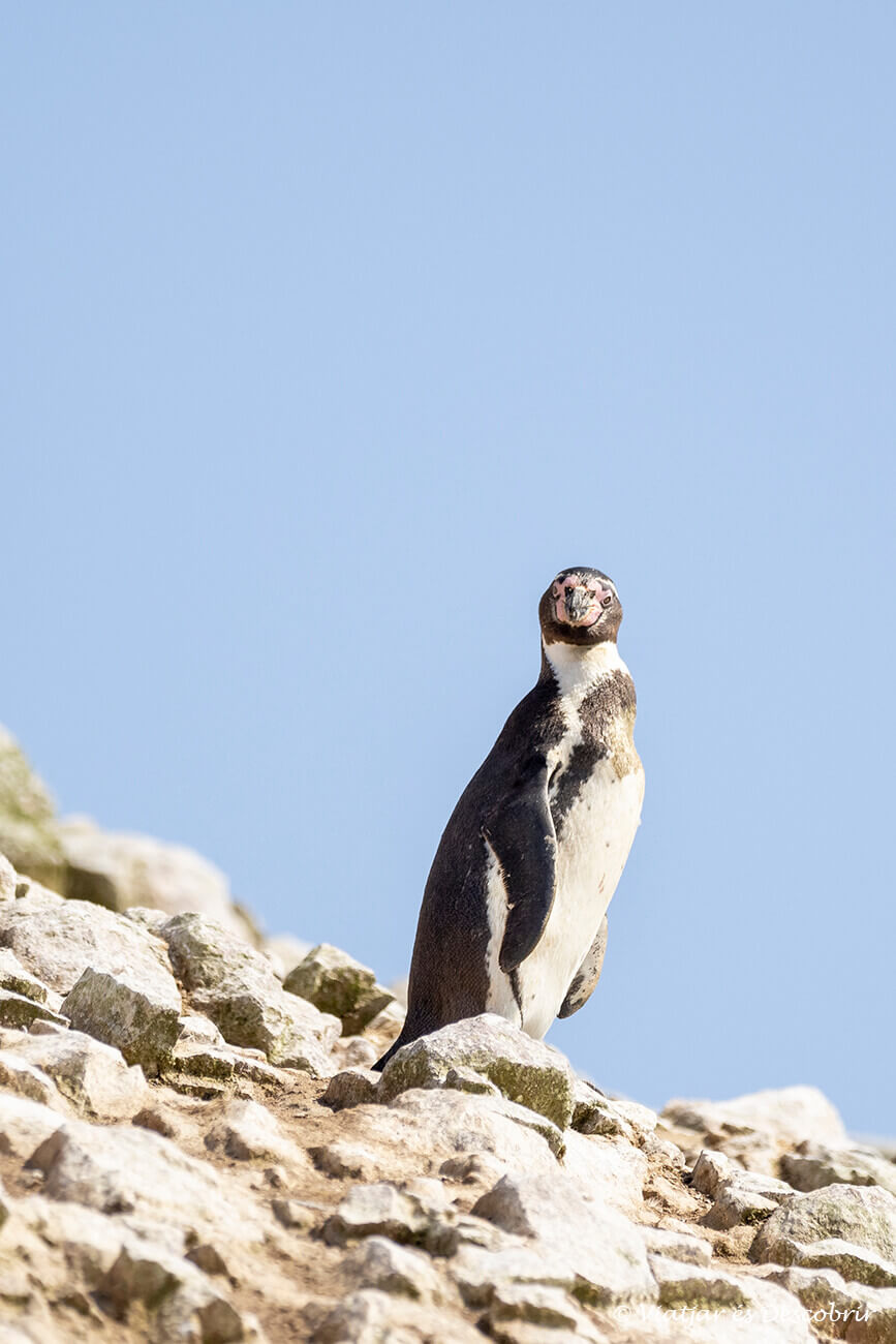 pingüino en las costas peruanas de las islas Ballestas