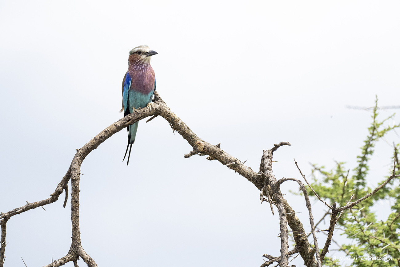 una de las aves más coloridas que ver en Tanzania