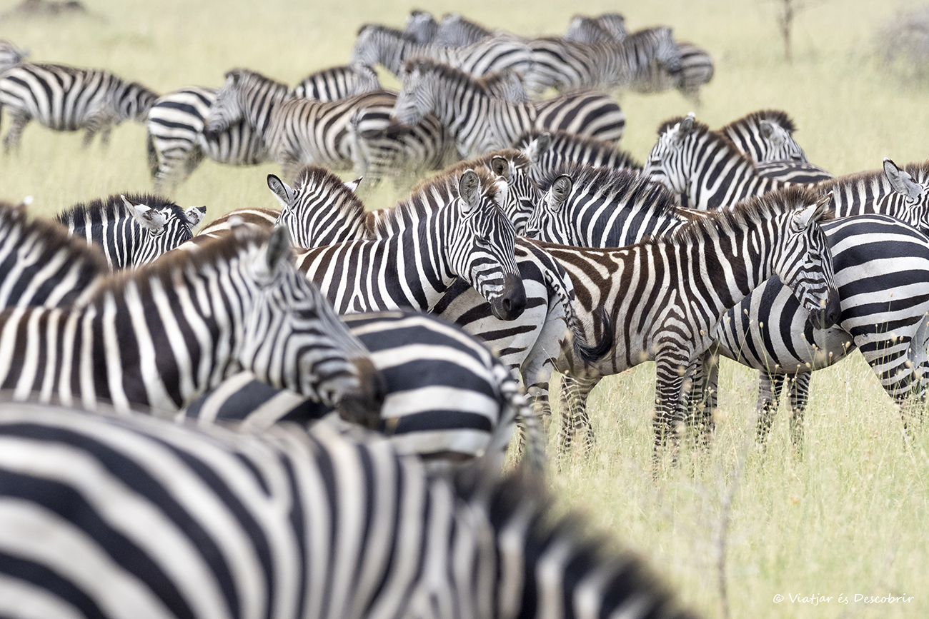 grupo de cebras durante un viaje por Tanzania