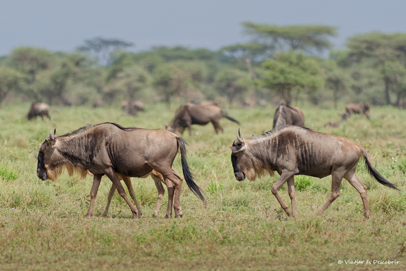 una de las maravillas que se puede disfrutar al viajar a Tanzania es el espectáculo de la gran migración