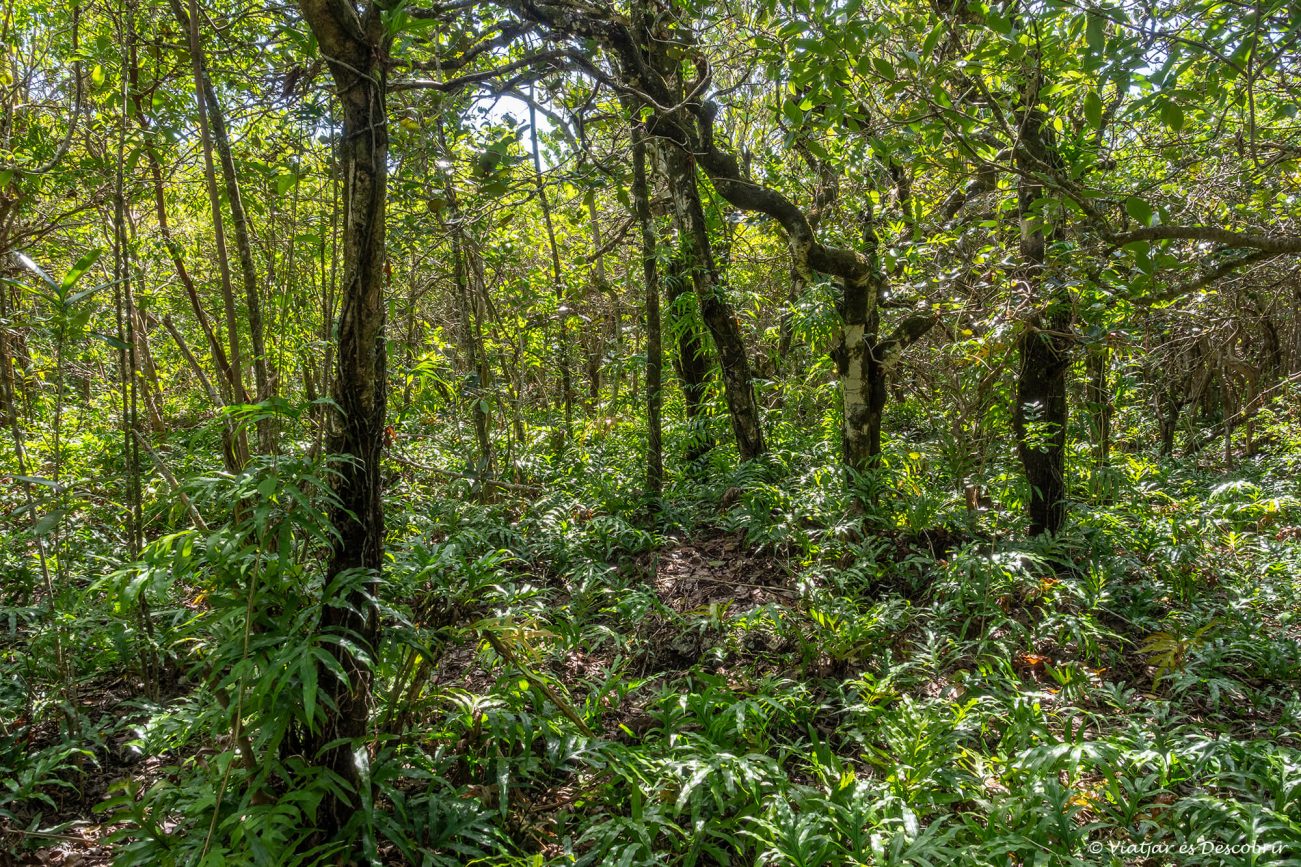 conservacion-bosque-endemico-mauricio